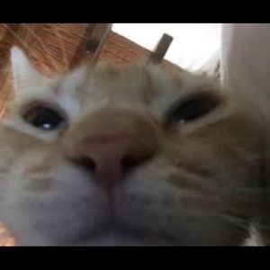 Meet your Posher, Sam